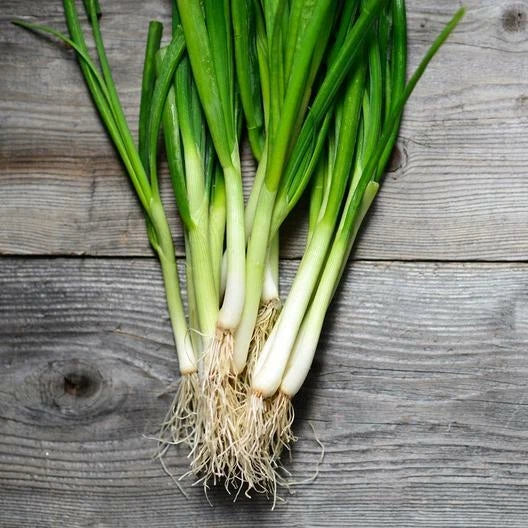 Bunching Onion Seeds - 100 Count - White Lisbon Scallion - Allium fistulosum - Non-GMO Gardening Seeds for Home Garden