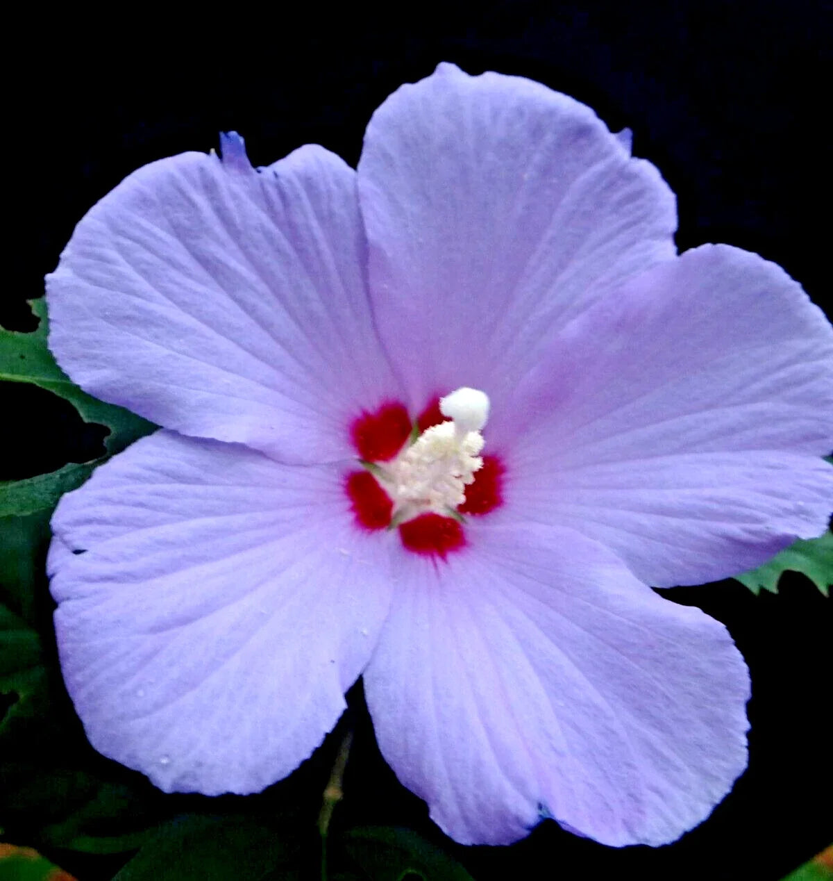 Purple Rose of Sharon Live Plant 6"-1' Starter Bush Tree, Hibiscus syriacus, Lavender Purple Petals, Easy Care