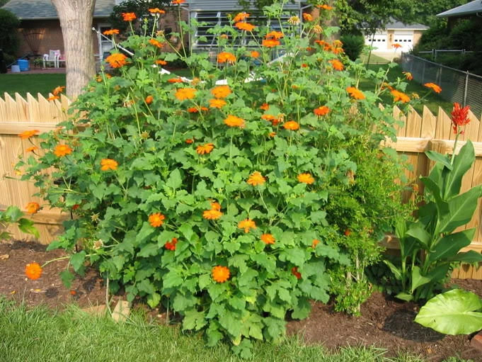 Mexican Sunflower Seeds - 101+ Count - Drought Tolerant Yellow-Orange Flowers - Tithonia rotundifolia - Summer Garden Planting