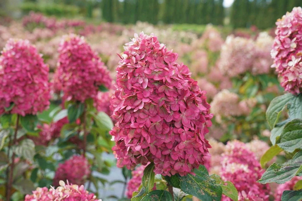 Hydrangea Cuttings 6 Rooted Cuttings Limelight Hydrangea Paniculata