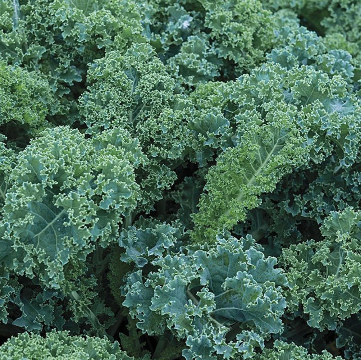 Blue Curled Scotch Kale Seeds - 300+ Non-GMO Seeds - Brassica oleracea var. sabellica - Nutritious Curly Leaves for Gardening