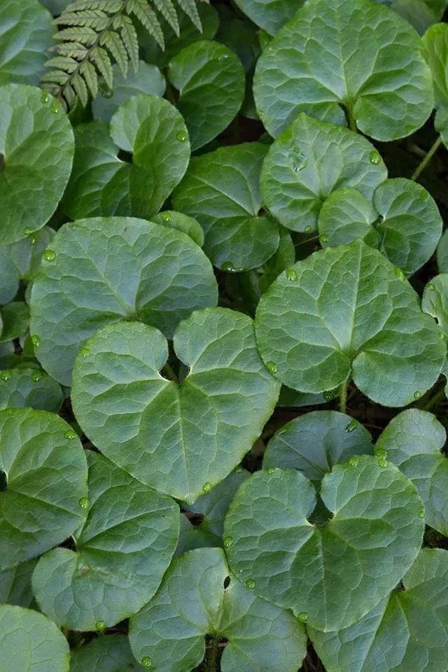 Wild Ginger Bare-root Plant | Heart-shaped Leaves | Deer Resistant Ground Cover | Asarum canadense | Shade Tolerant