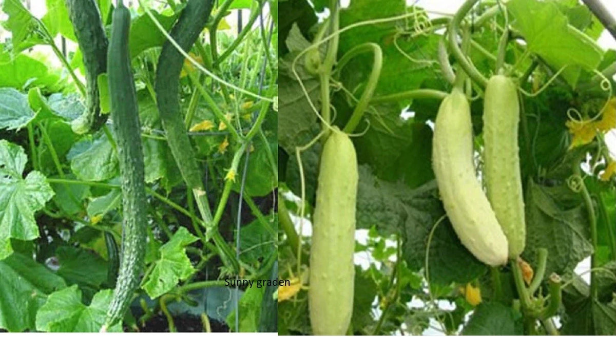 Chinese Tender Cucumber Seeds - 20+ Non-GMO Green/White Long Spikes - Cucumis sativus - Ideal for Salads & Pickling