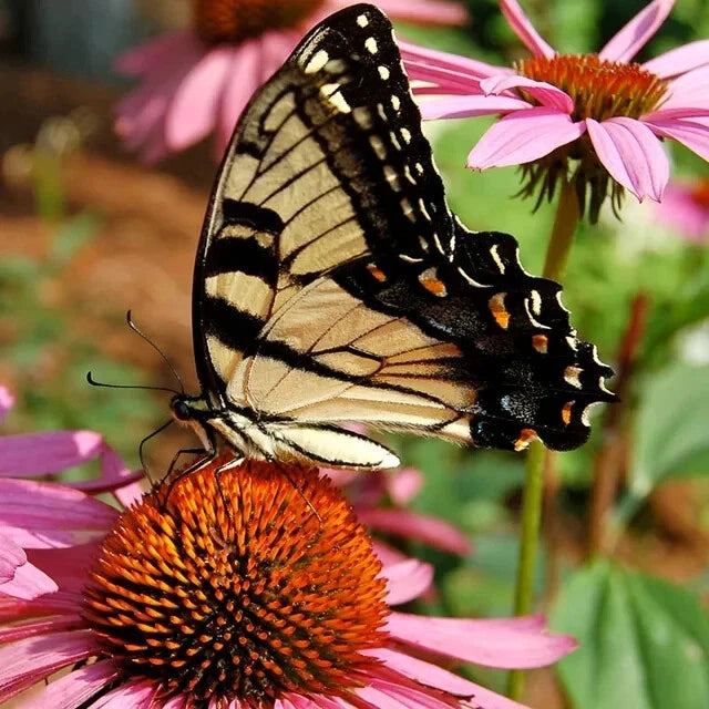 Hummingbird & Butterfly Wildflower Seed Mix - 200 Organic Non-GMO Seeds - Nectar-Rich Variety for Pollinators - Various Species