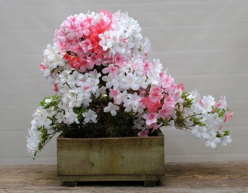 Azalea Starter Plant - 4-Inch Multi-Color Deciduous Rhododendron - Perfect for Gardens and Landscapes - Rhododendron spp.