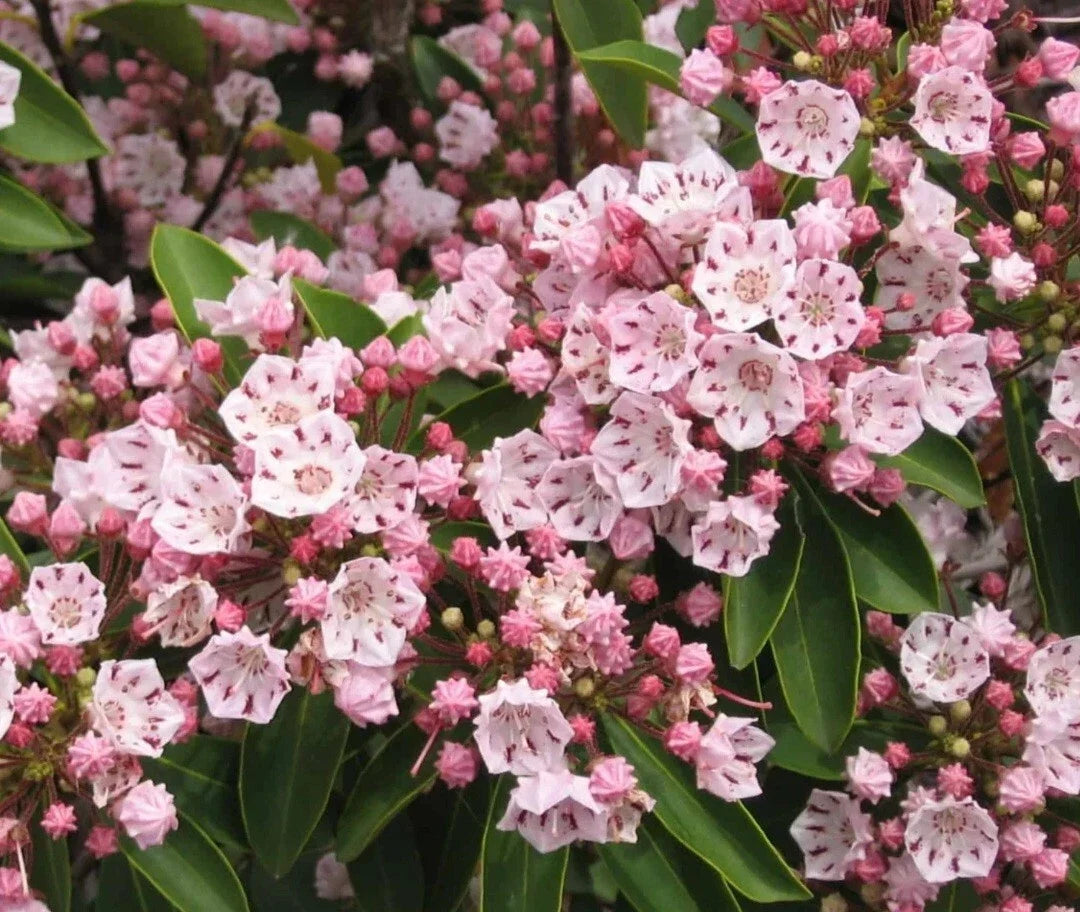 Pink Mountain Laurel Live Plant - Bare Root, Pink Flowers, Kalmia latifolia, Drought-Tolerant, Pollinator-Friendly