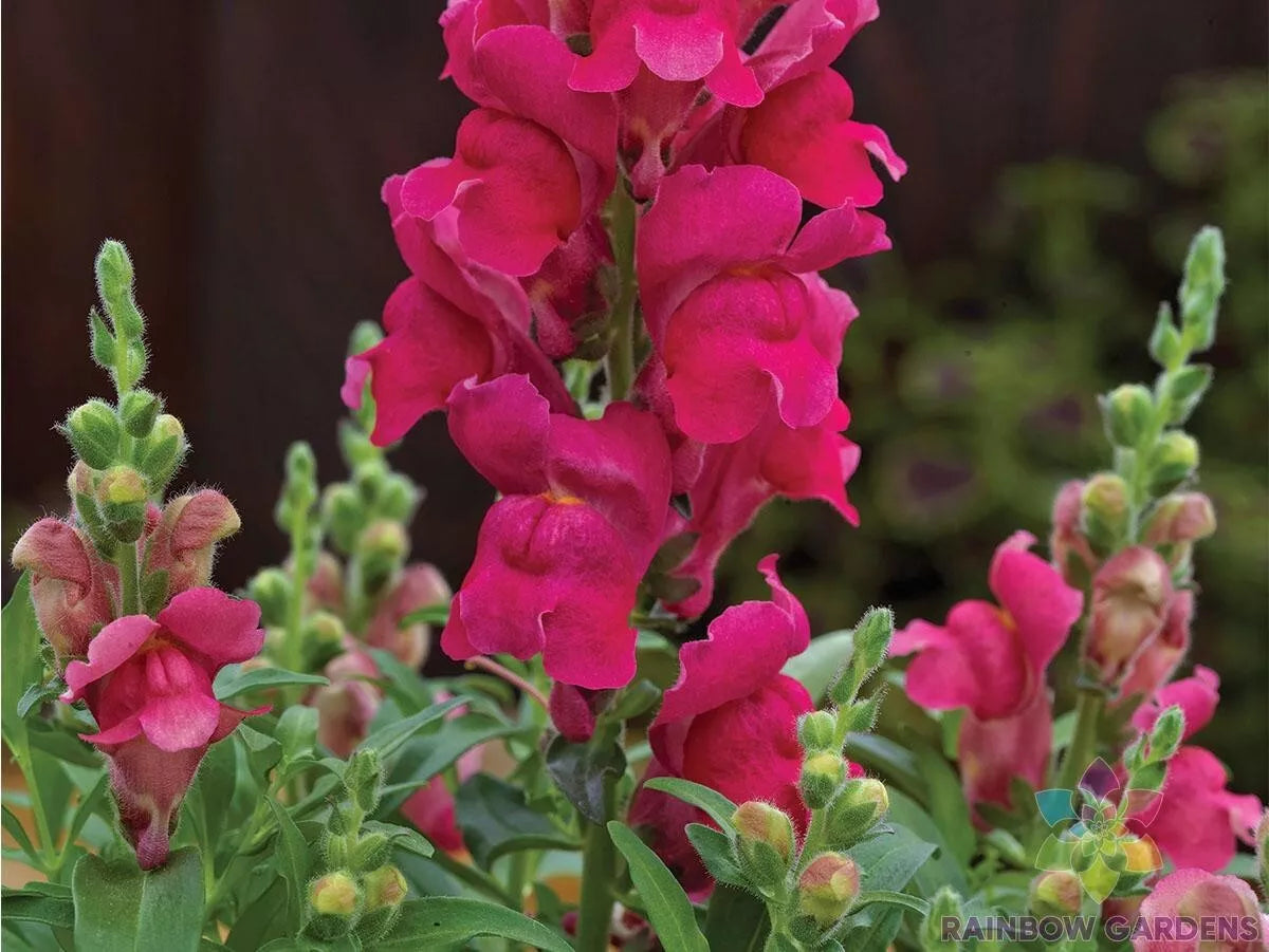 Snapdragon Seeds 1000+ Count Candy Tops Pink Antirrhinum majus Non-GMO Garden Flowers Free Shipping USA