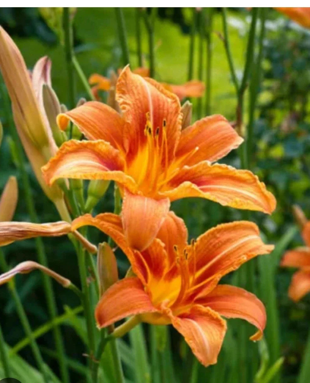 Daylily Plants 125 Big Roots Orange Tawny 'Ditch Lily' Hemerocallis fulva - Perennial Garden Flowers