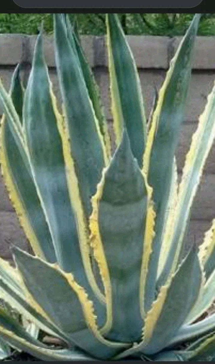 Agave Plant 6-Inch Variegated Variety Agave Americana - Succulent Indoor/Outdoor Decor - Low-Maintenance Houseplant