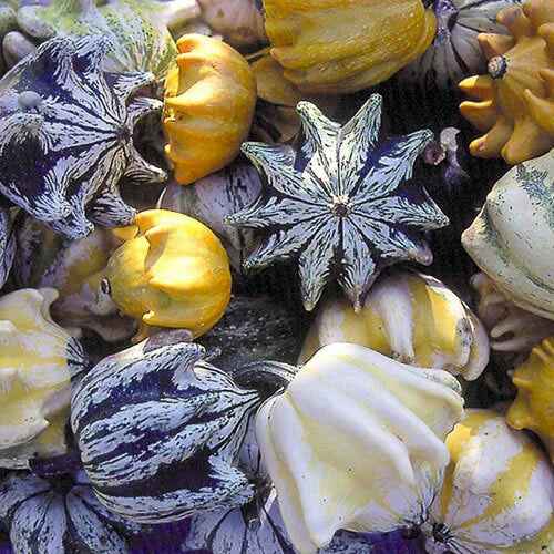 Ten Commandments Gourd Seeds - 40+ Pack - Unique Decorative Gourd Variety - Lagenaria siceraria