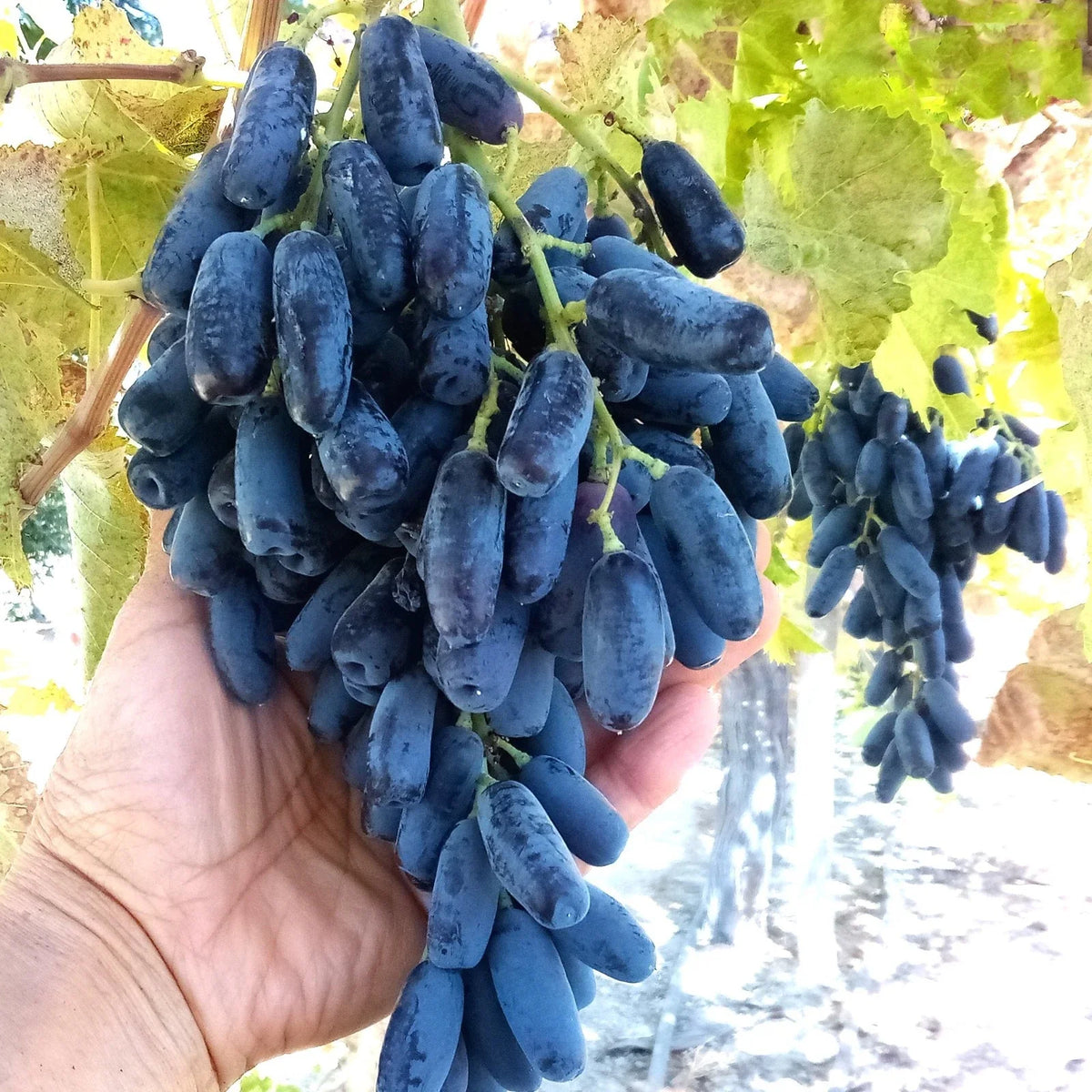 Lady Finger Vine Cuttings - 50 Thin Black Seedless Moon Drop Grapes - Vitis vinifera - Perfect for Home Gardens