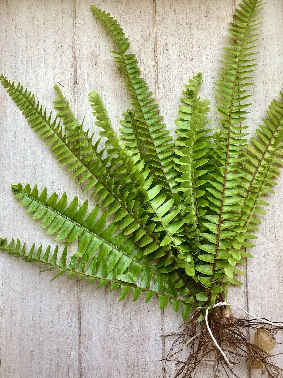 20 Bare Root Ferns - Fast Growing Plants - Lush Green Varieties - Various Species for Gardens and Landscapes