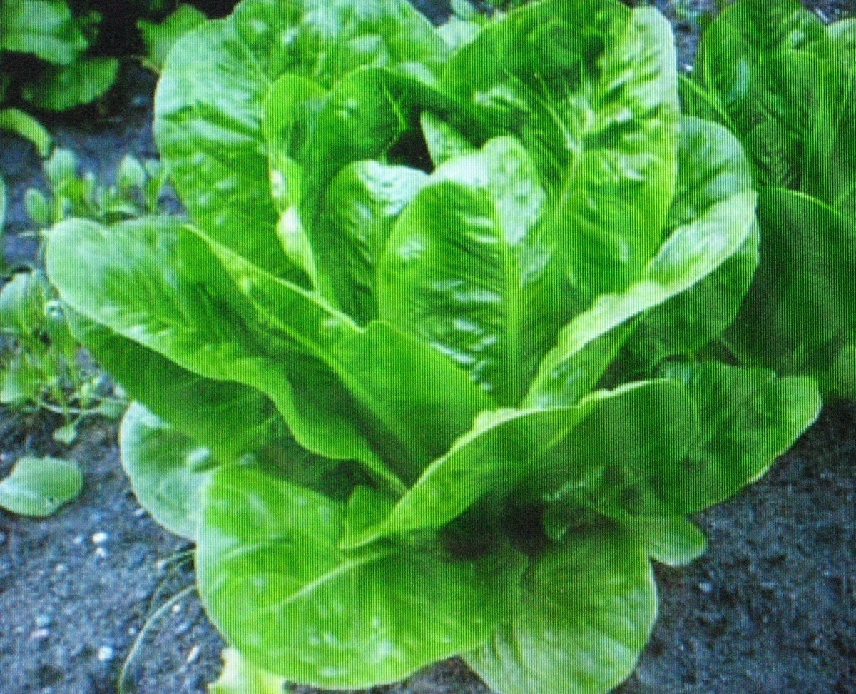Romaine Lettuce Seeds - 200 Count - Parris Island Cos - Lactuca sativa - Nutritious Homegrown Greens for Salads