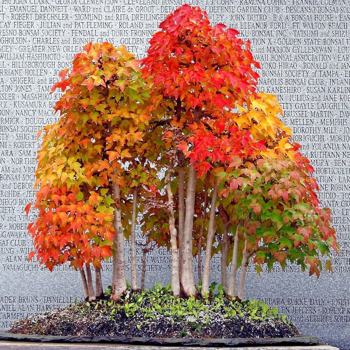 Trident Maple Tree Seeds - Acer buergerianum - Fall Color Bonsai Seeds for Home Gardening