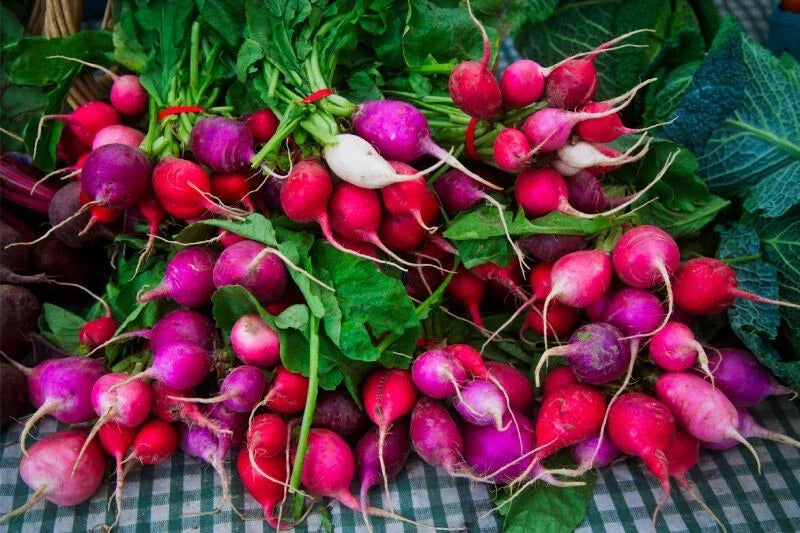 Easter Egg Radish Seeds - 500+ Count - Raphanus sativus - Non-GMO Heirloom - USA Grown