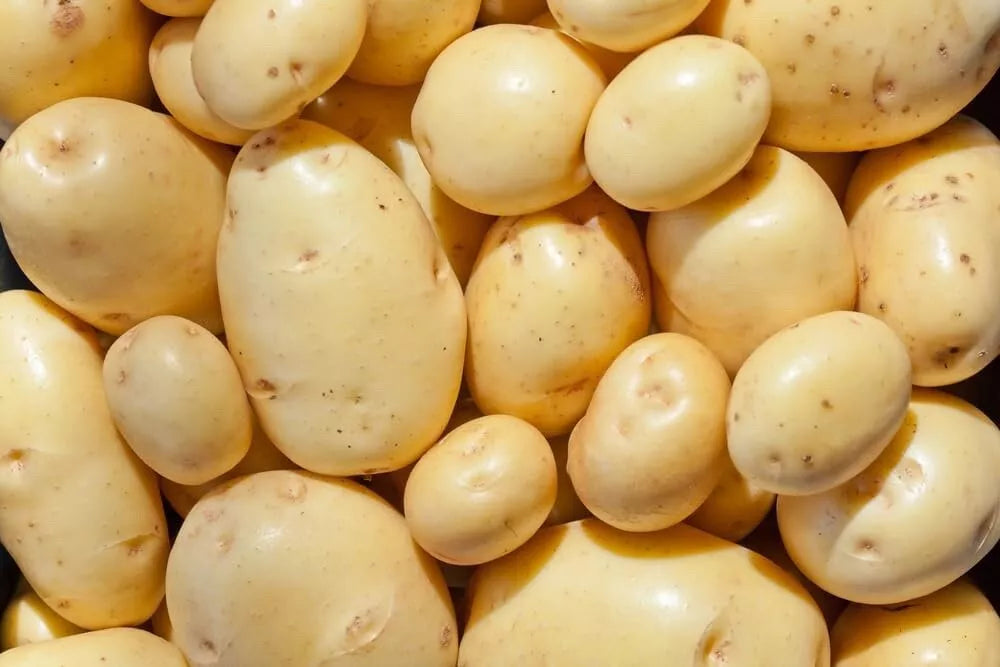 Yukon Gold Seed Potatoes 1 lb Organic Certified Solanum tuberosum Perfect for Planting