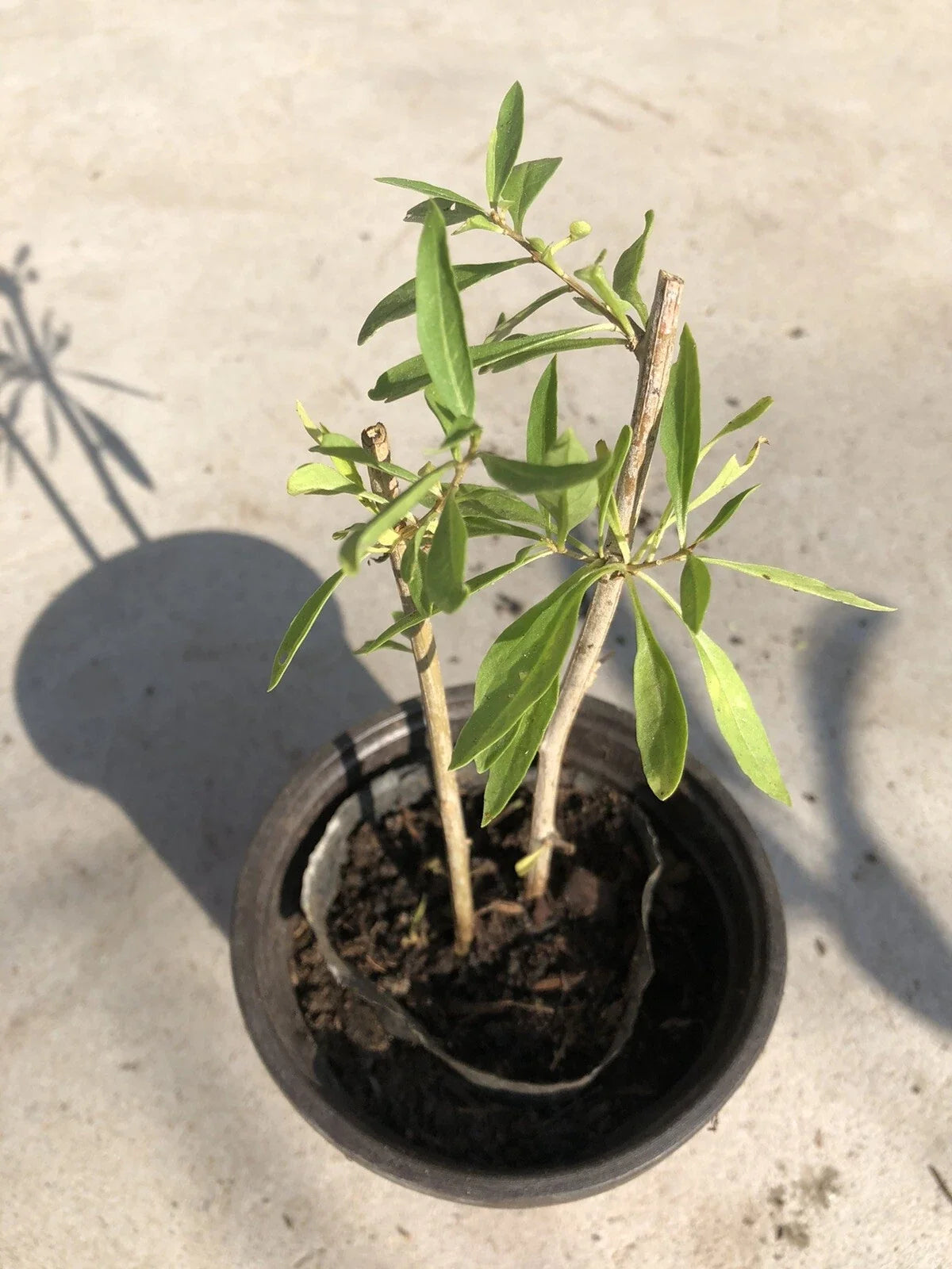 Goji Berry Plant Cuttings in Pot - Live Lycium barbarum - Easy Planting - Nutrient-Rich Berries for Home Gardening