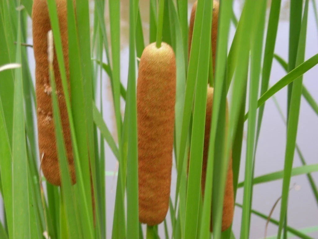Cold Hardy Dwarf Cattail Plant - Live Aquatic Marginal Plant (Typha latifolia) - Perfect for Ponds & Water Gardens