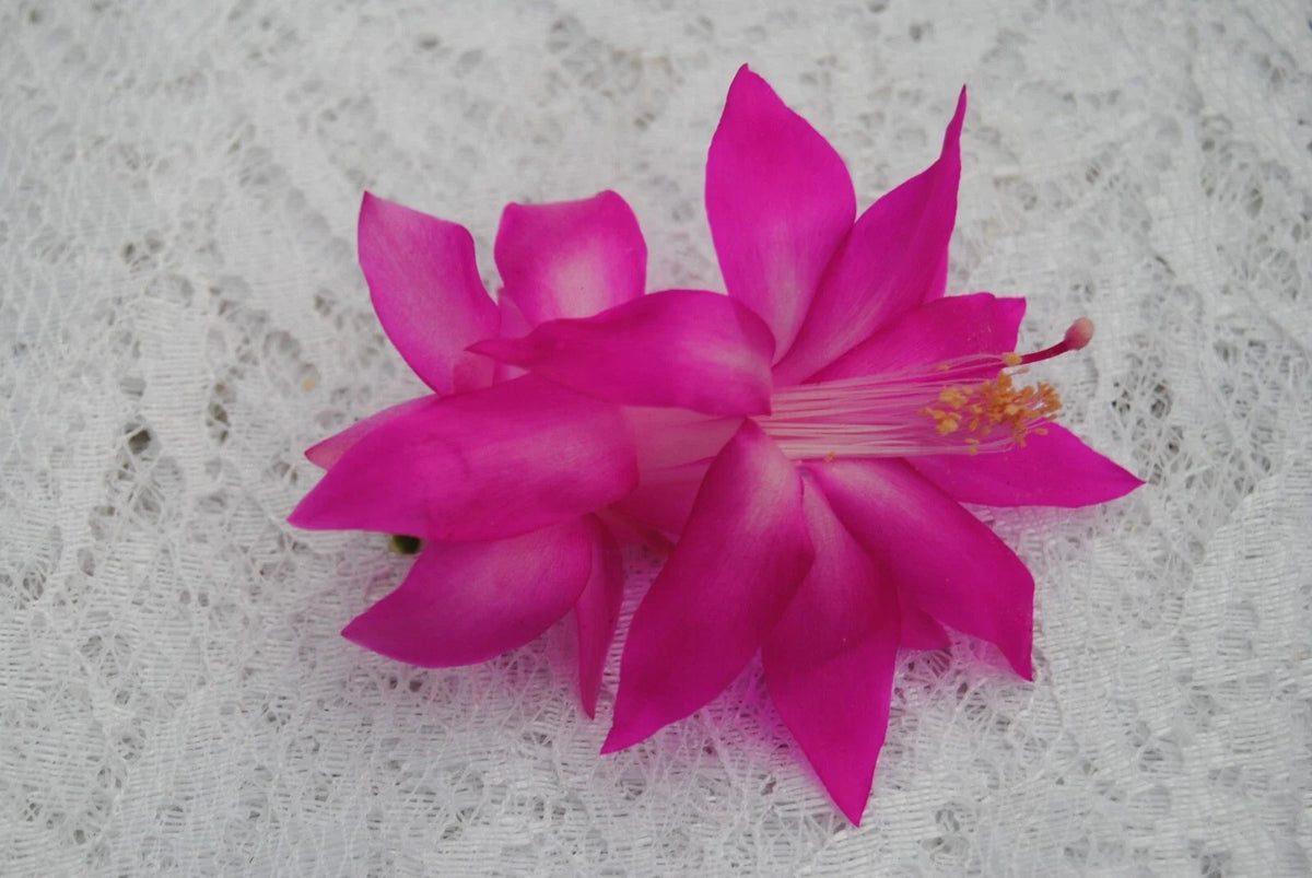 Christmas Cactus Starter Plant - Fortune Queen - Schlumbergera Truncata - Easy Care Indoor Succulent in Decorative Pot