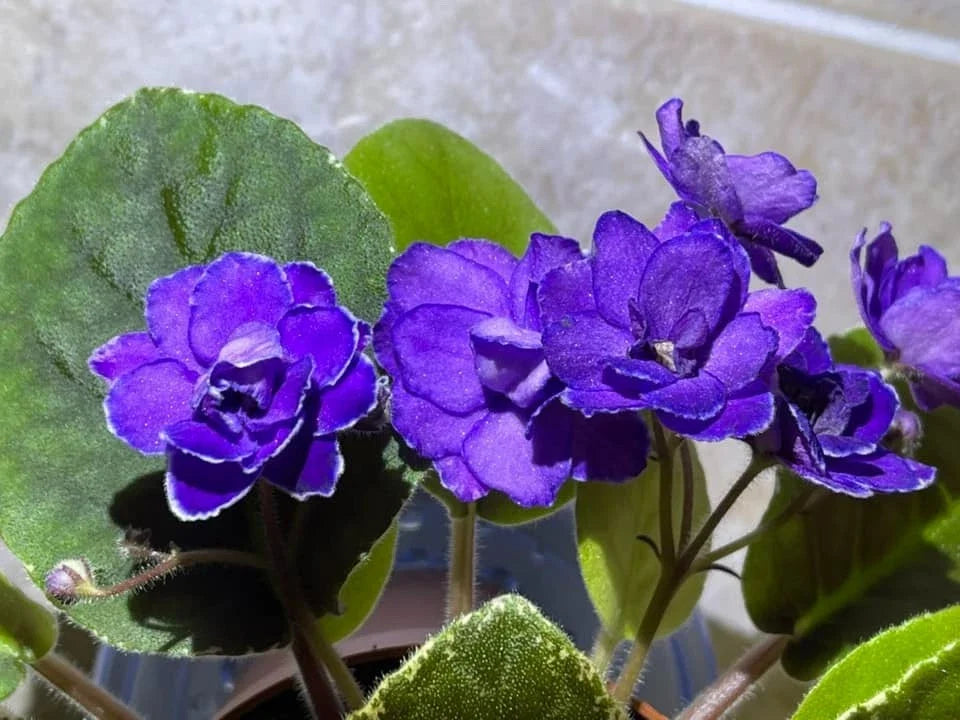 African Violet Leaves - 2 Count - Buckeye Exotic Dancer - Saintpaulia ionantha - Ideal for Propagation and Indoor Gardening