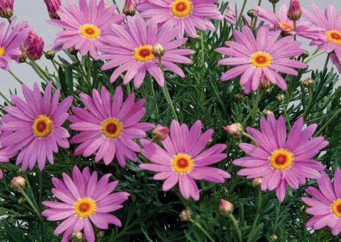 Purple Marguerite Daisy Seeds - 200+ Count - Leucanthemum superbum - Attracts Pollinators - Easy to Grow Garden Planting
