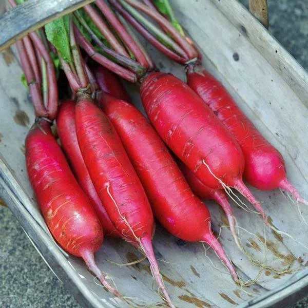 China Rose Radish Seeds - 100 Heirloom Organic Vegetable Seeds - Raphanus sativus - Fast-Growing, Non-GMO, Ideal for Spring/Fall