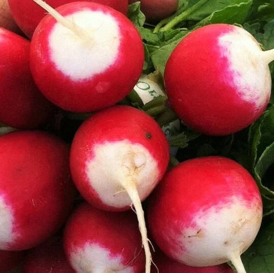 Sparkler Radish Seeds | 200 Count | Pink Red White Root Vegetable | Raphanus sativus | Non-GMO, Fast-Growing Garden Seeds