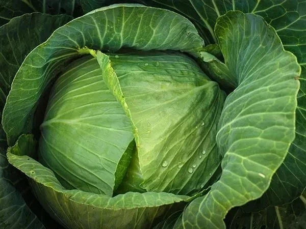 Cabbage Seeds 1000+ Heirloom Brunswick NON-GMO Brassica oleracea - Ideal for Home Gardening and Bountiful Harvests