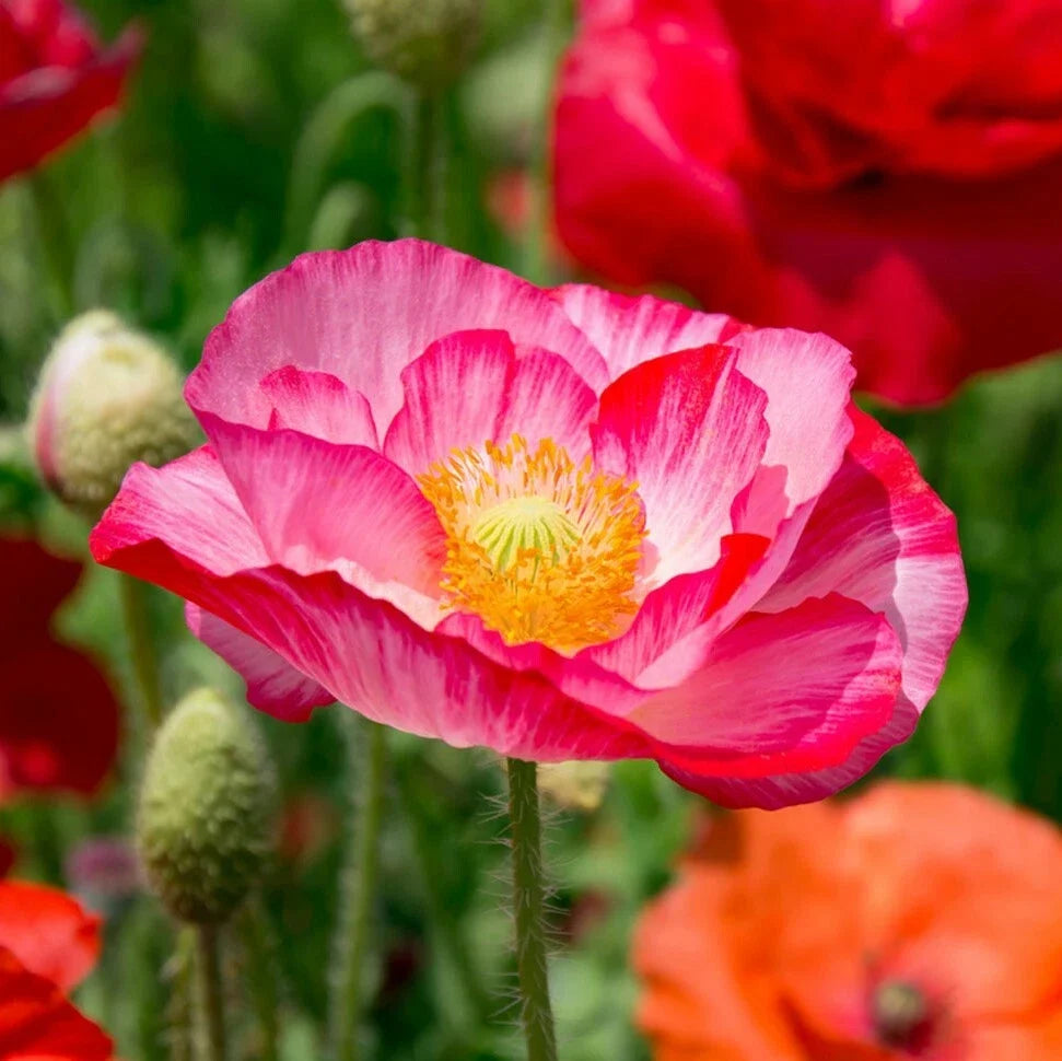 Double Mix Shirley Poppy Seeds | Pink Red Wildflower Seeds | Papaver rhoeas | 100 Non-GMO Seeds for Cottage Gardens
