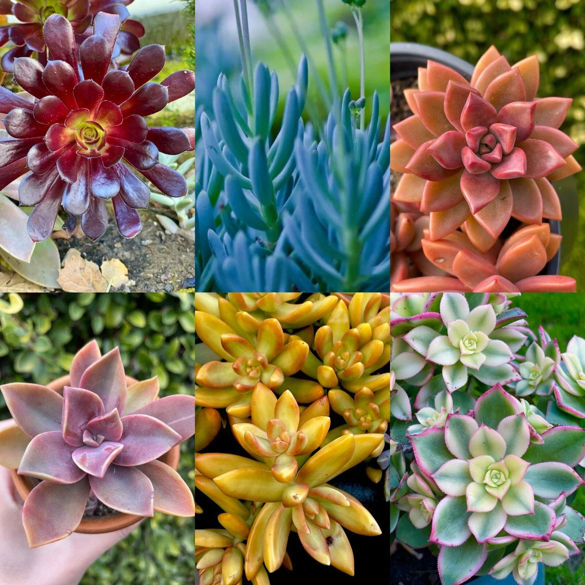 Rainbow Succulent Bundle - 6 Colorful Live Succulents/Cuttings - Assorted Varieties - Various Species