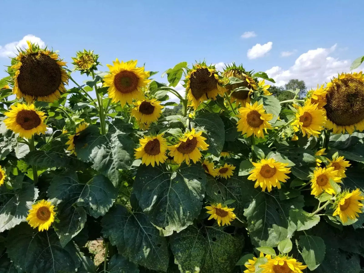 Black Oil Sunflower Seeds 10+ Heirloom Non-GMO Helianthus annuus - Perfect for Garden Pollinators and Seed Harvesting