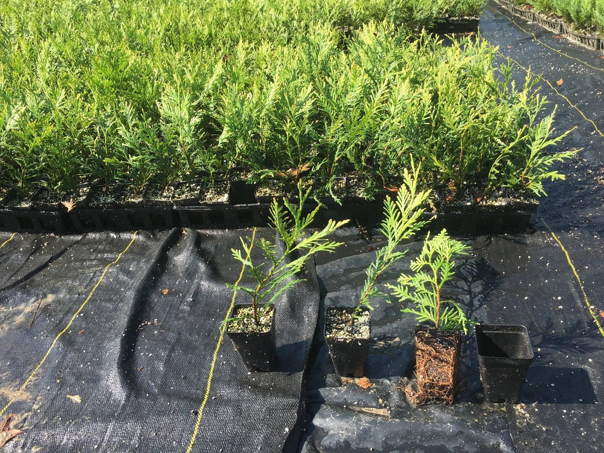 Green Giant Thuja Trees 10"-14" Box of 50 - Thuja standishii x plicata - Fast-Growing Evergreen for Privacy Screens