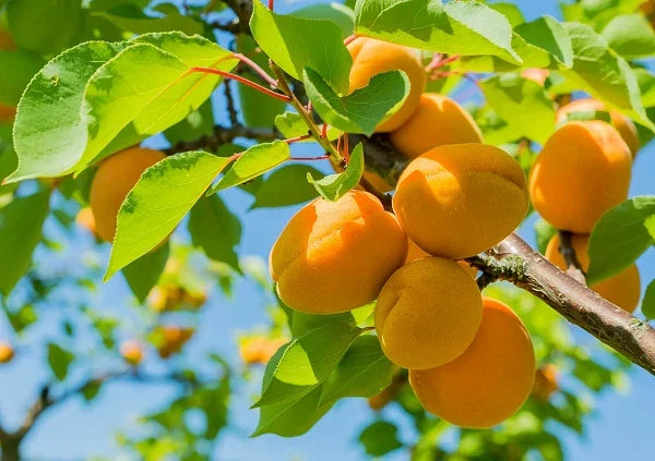 Apricot Tree Rooted Plant - 2 ft Tall - Prunus armeniaca - Home Garden Edible Fruit Tree