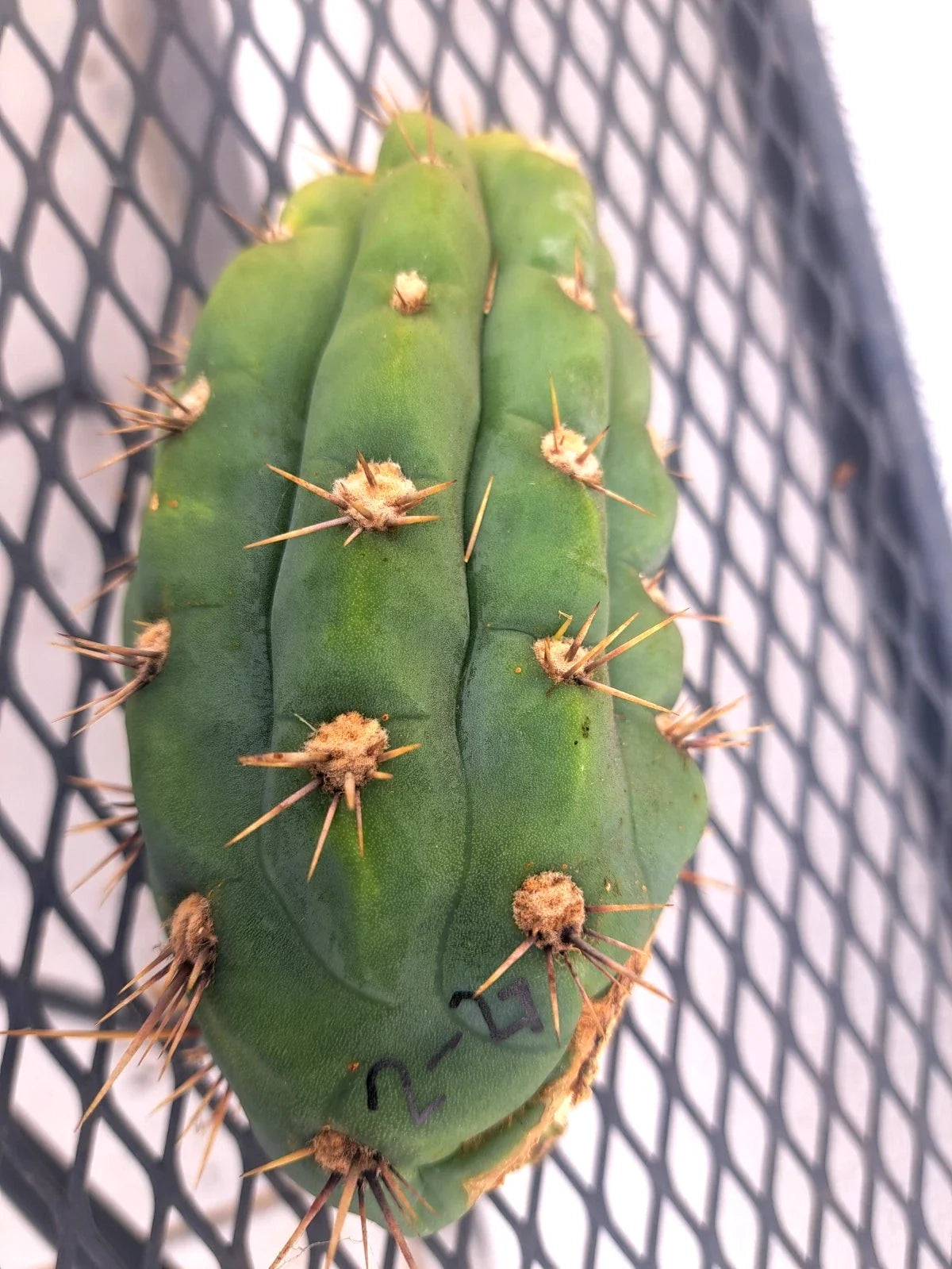 Cereus Peru Cactus Cutting 12" - Peruvian Apple Cactus - Cereus peruvianus - Indoor Succulent Plant Decor