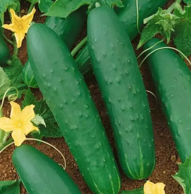 Double Yield Cucumber Seeds - 100+ Organic Heirloom - NON GMO - Cucumis sativus - Fresh Gardening Supplies