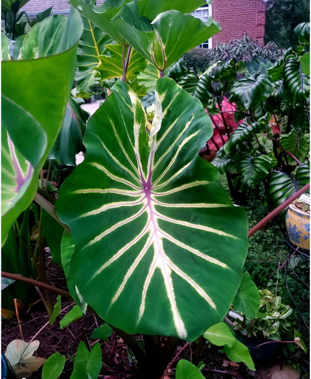 Elephant Ear Plant Starter - Small Rooted - Pharaoh’s Dream - Colocasia esculenta - Tropical Foliage for Garden & Indoors