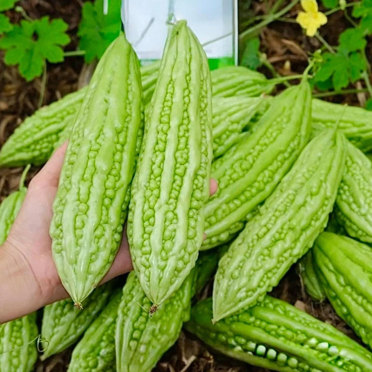 Bitter Melon Seeds 15pcs - Fast-Growing Green Skin Gourd - Momordica charantia - Ideal for Home Gardens and Containers