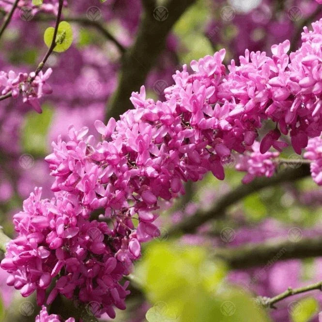 Judas Tree Seeds - 15 Pack - Mediterranean Redbud Flowers - Cercis Siliquastrum - Pink to Purple Blooms for Gardens