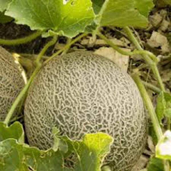 Muskmelon Seeds 100 Non-GMO Edisto 47 Heirloom Variety Cucumis melo - Sweet, Juicy Melons for Home Gardening