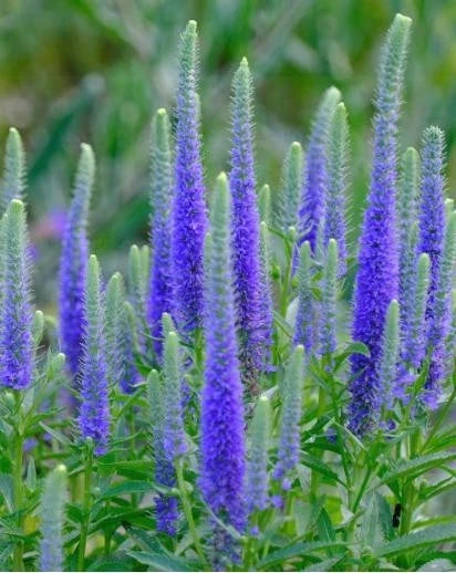 Ulster Dwarf Blue Veronica Starter Plant - Bare Root - Veronica spicata - Vibrant Blue Flowers - Compact Perennial