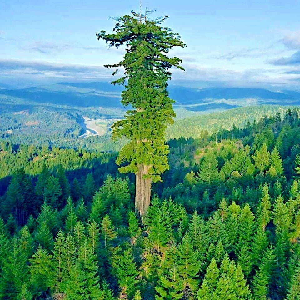 Giant Sequoia Seeds - 10 Pack - Fast Growing Sierra Redwood - Sequoiadendron Giganteum - Hardy Tree Seeds for Planting