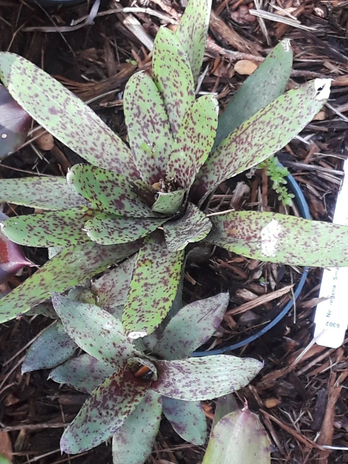 Neoregelia Bromeliad Plant Mini Small Fry Tropical Indoor Houseplant Neoregelia spp. Compact Colorful Foliage