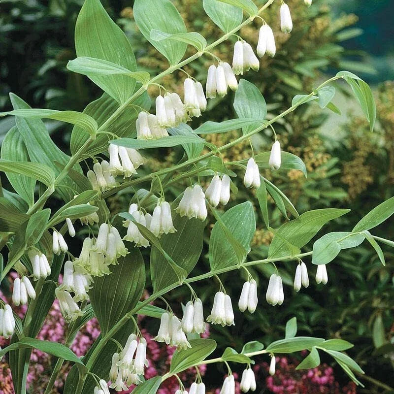 Great Solomon's Seal Seeds (20 Seeds) - Polygonatum biflorum - Perennial Woodland Planting Seeds for Shady Gardens