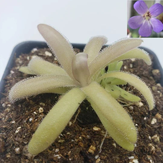 Carnivorous Butterwort Plant - 4-inch Pinguicula agnata x gypsicola - Live Indoor Gardening Plant - Insect Catcher