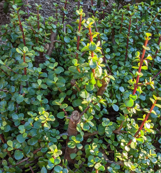 10 Cuttings Portulacaria Afra Elephant Bush Succulent Dwarf Jade Easy Care Houseplant