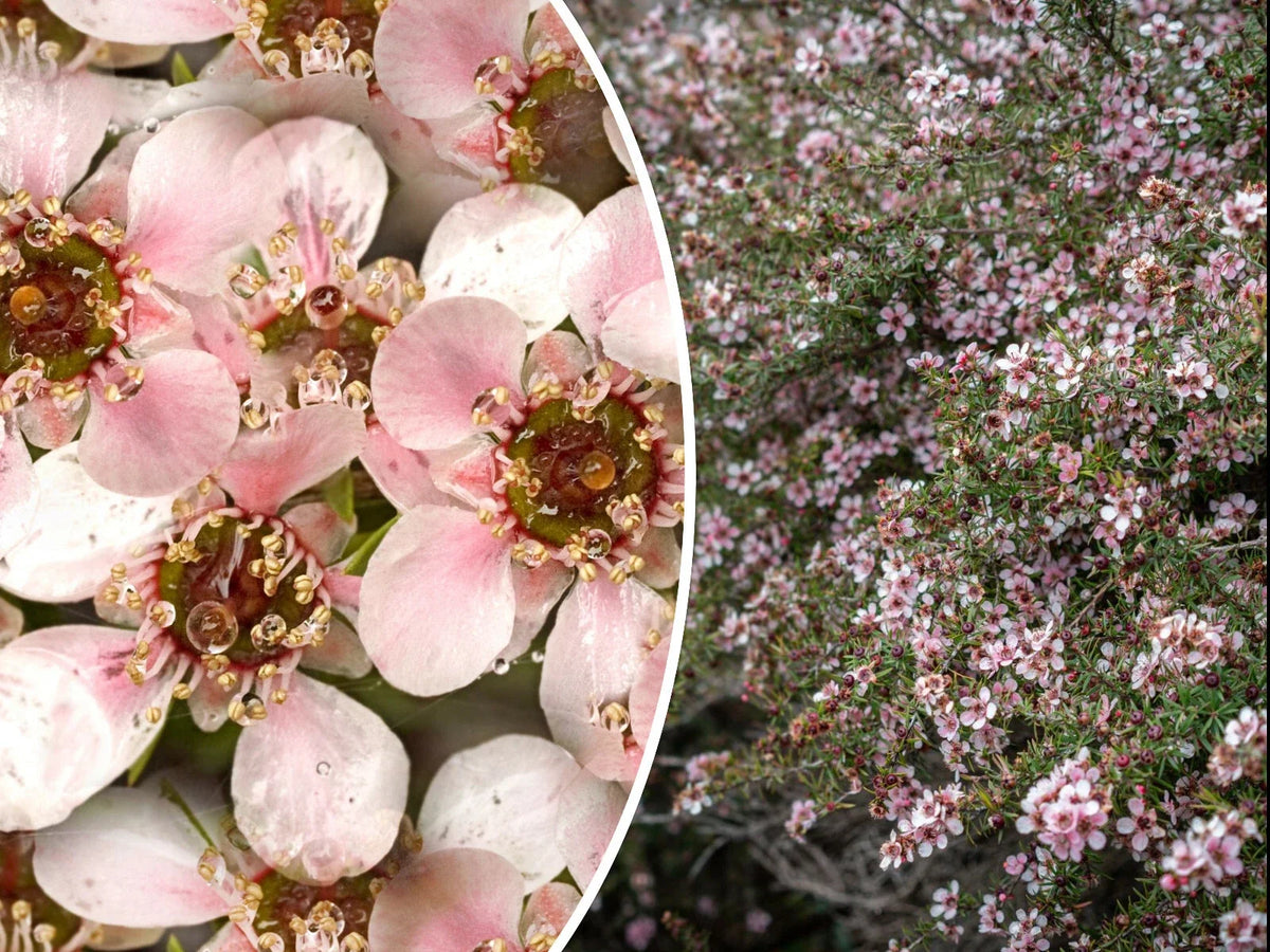 Manuka Tea Tree Seeds - 100+ Non-GMO Medicinal Honey & Tea Shrub with Pink Flowers - Leptospermum scoparium