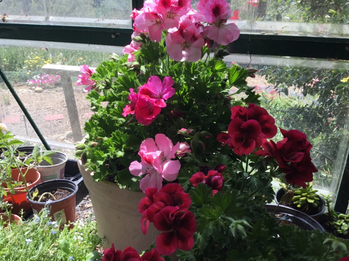 Martha Washington Geranium Cuttings (6) Pelargonium Mix - Vibrant Flowering Plants for Rooting, Attracts Pollinators
