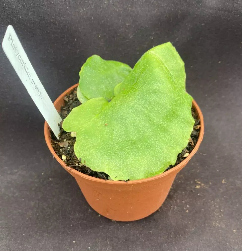 Moose Horn Fern 3" Pot Platycerium grande Rooted Plant - Unique Antler Fronds for Indoor or Outdoor Spaces