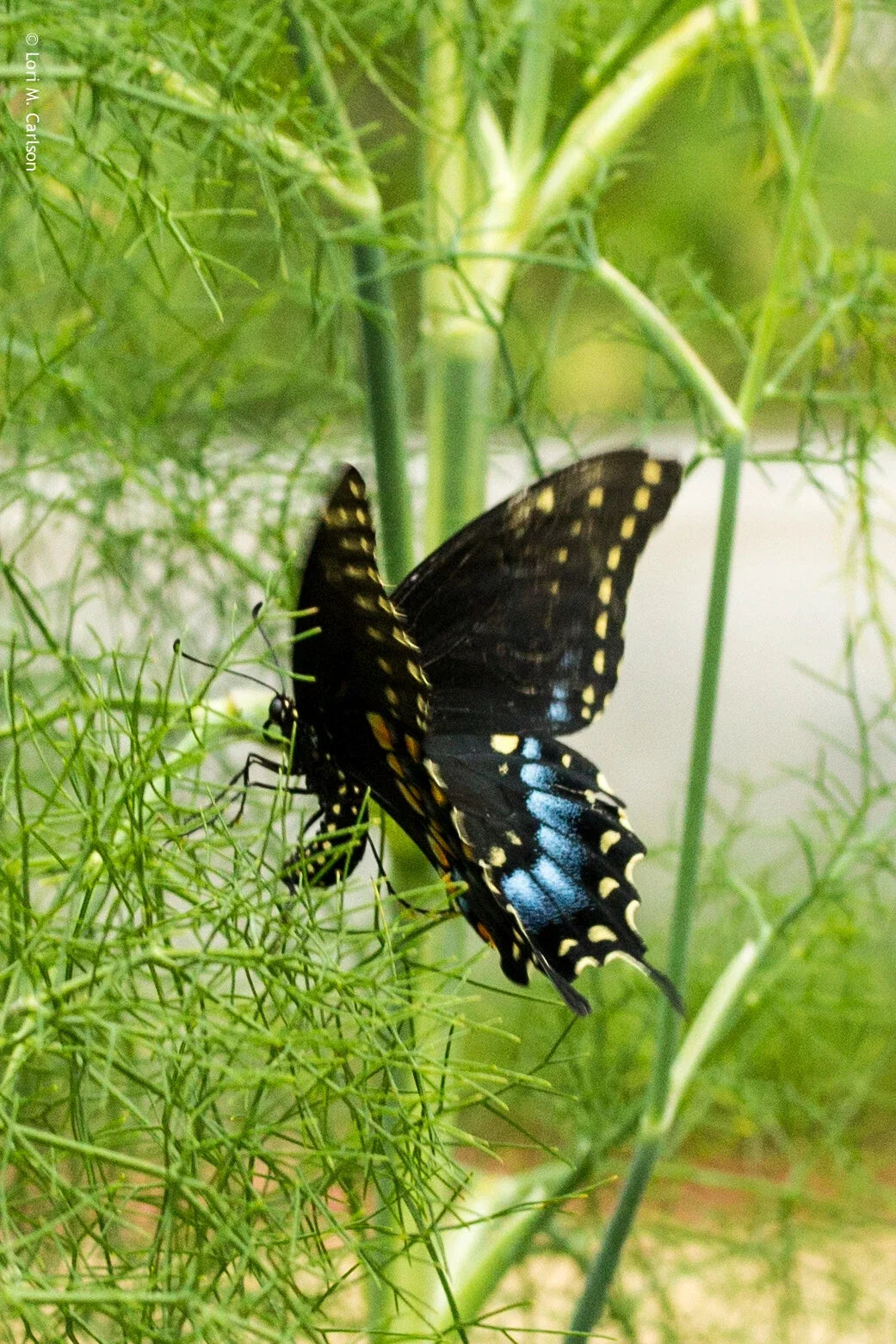 Fennel Seeds 200 Count Non-GMO Herb Swallowtail Butterfly Host Plant Foeniculum vulgare