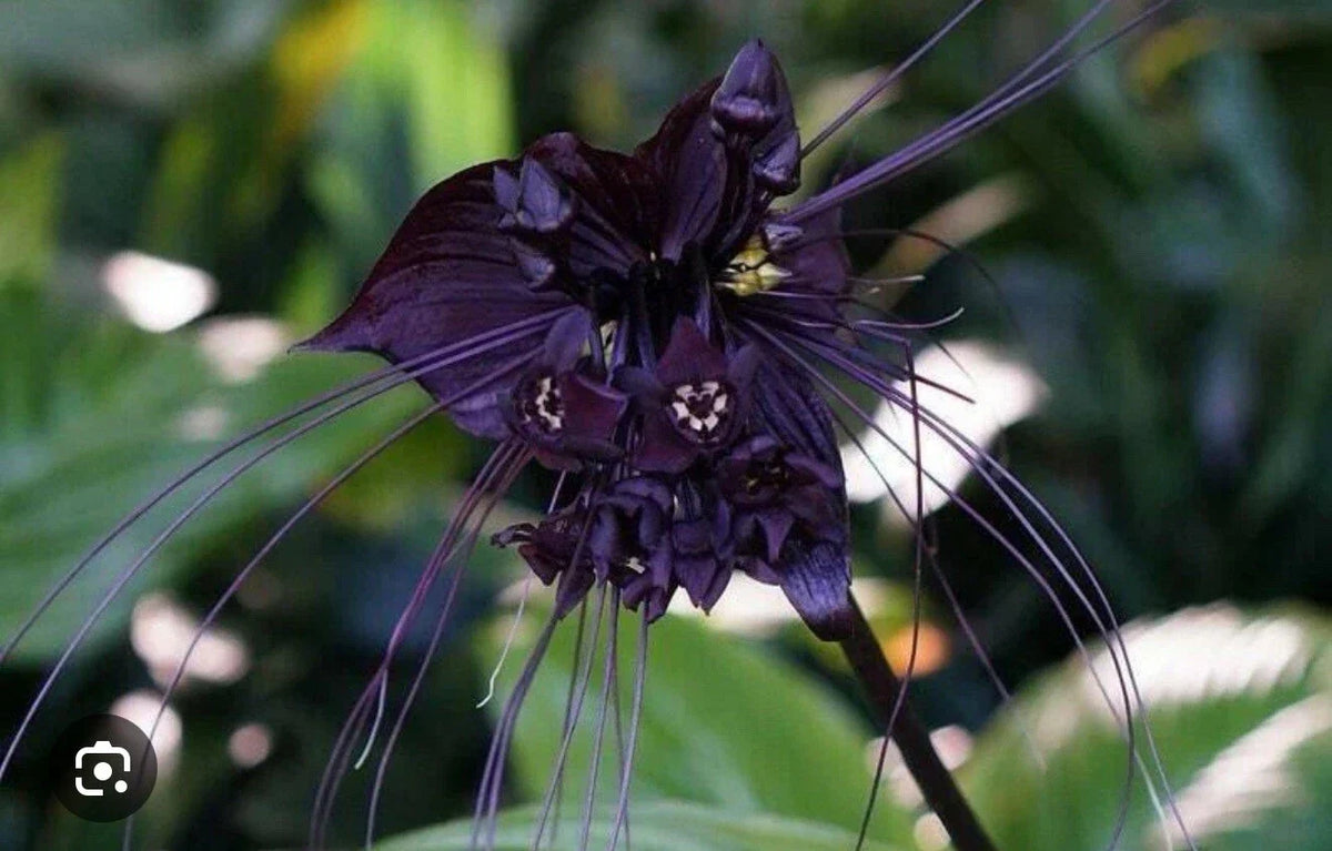 Black Bat Flower Plant - Small Rooted Starter - Unique Black Lily - Tacca chantrieri - Exotic Bat-Shaped Flowers